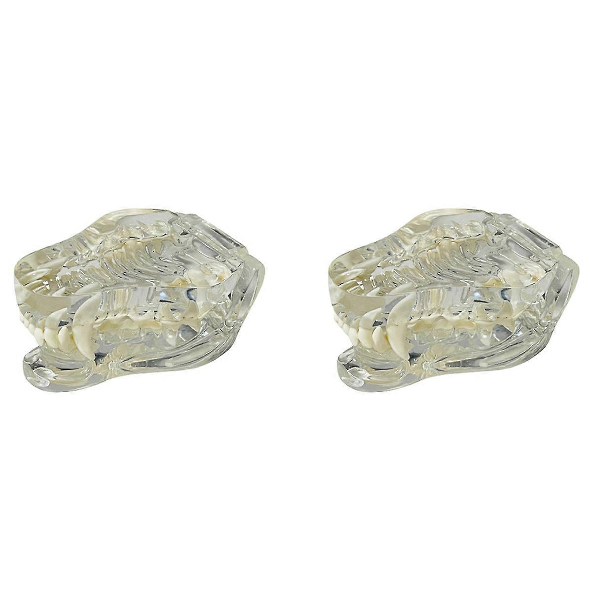 Transparent Teeth Anatomical Model (Dog)