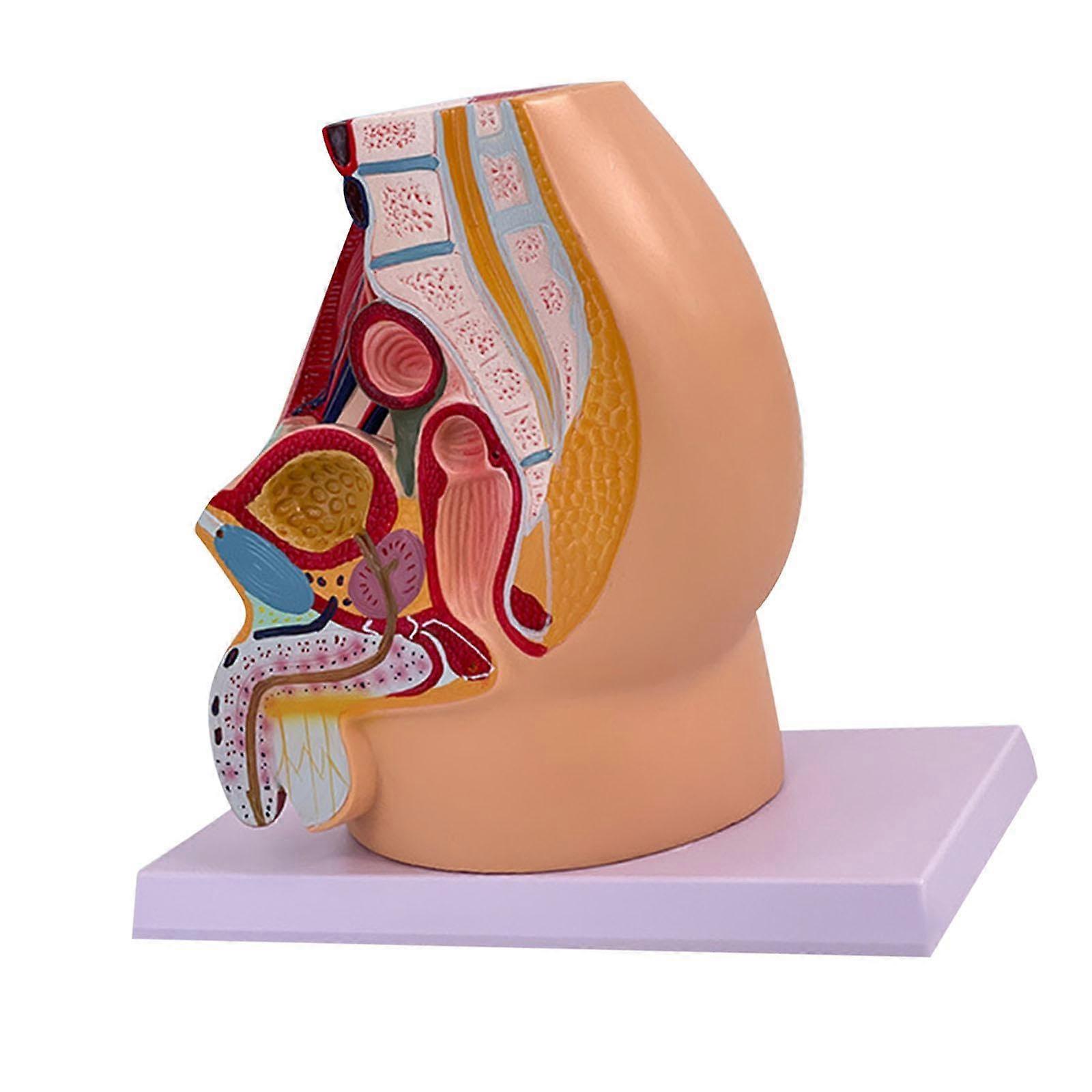 Pelvis Anatomy Model with Male Reproductive System,  Simulation, ColorCoded Educational Aid