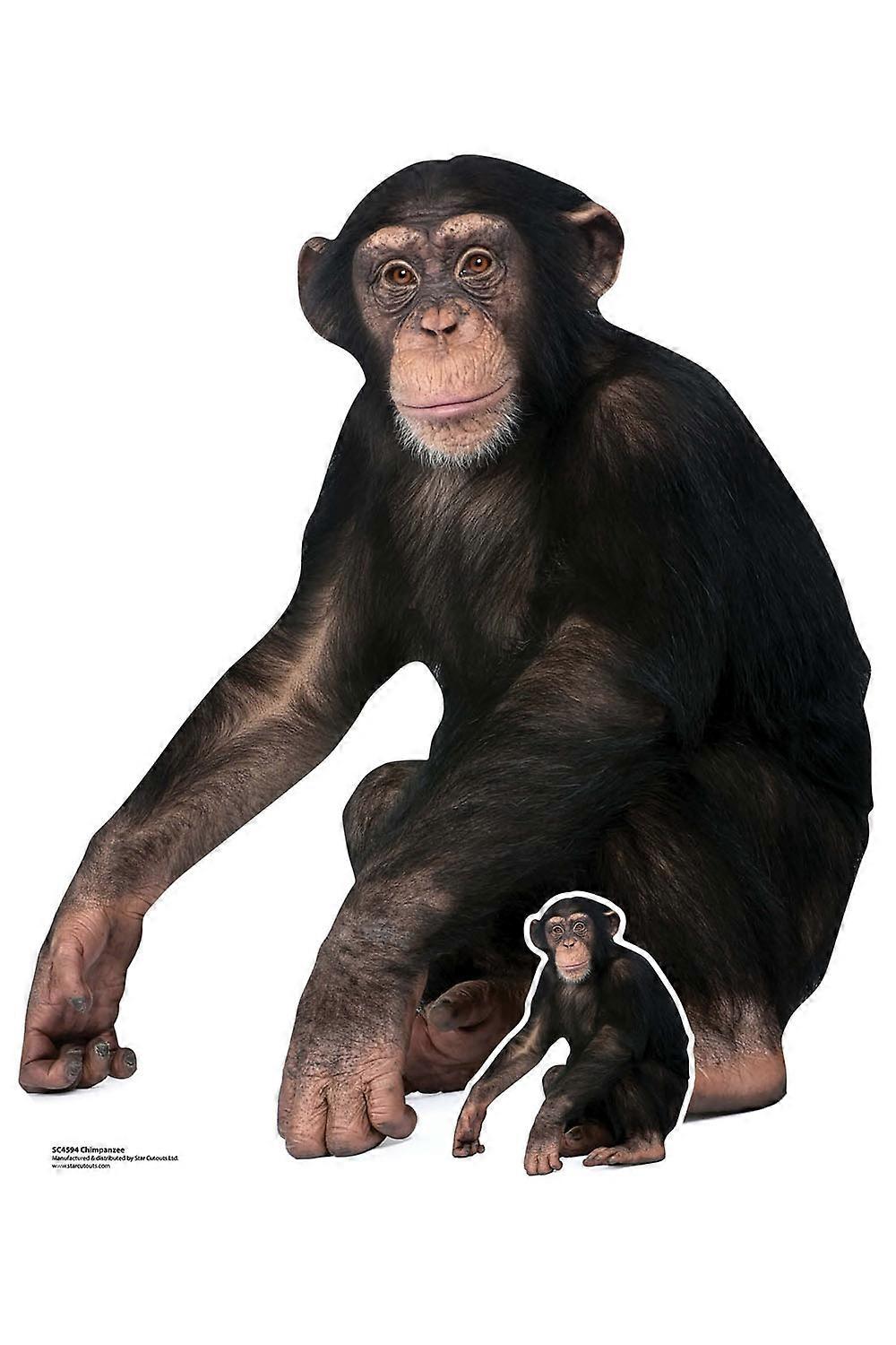 Chimpanzee Monkey Lifesize Cardboard Cutout / Standup / Standee