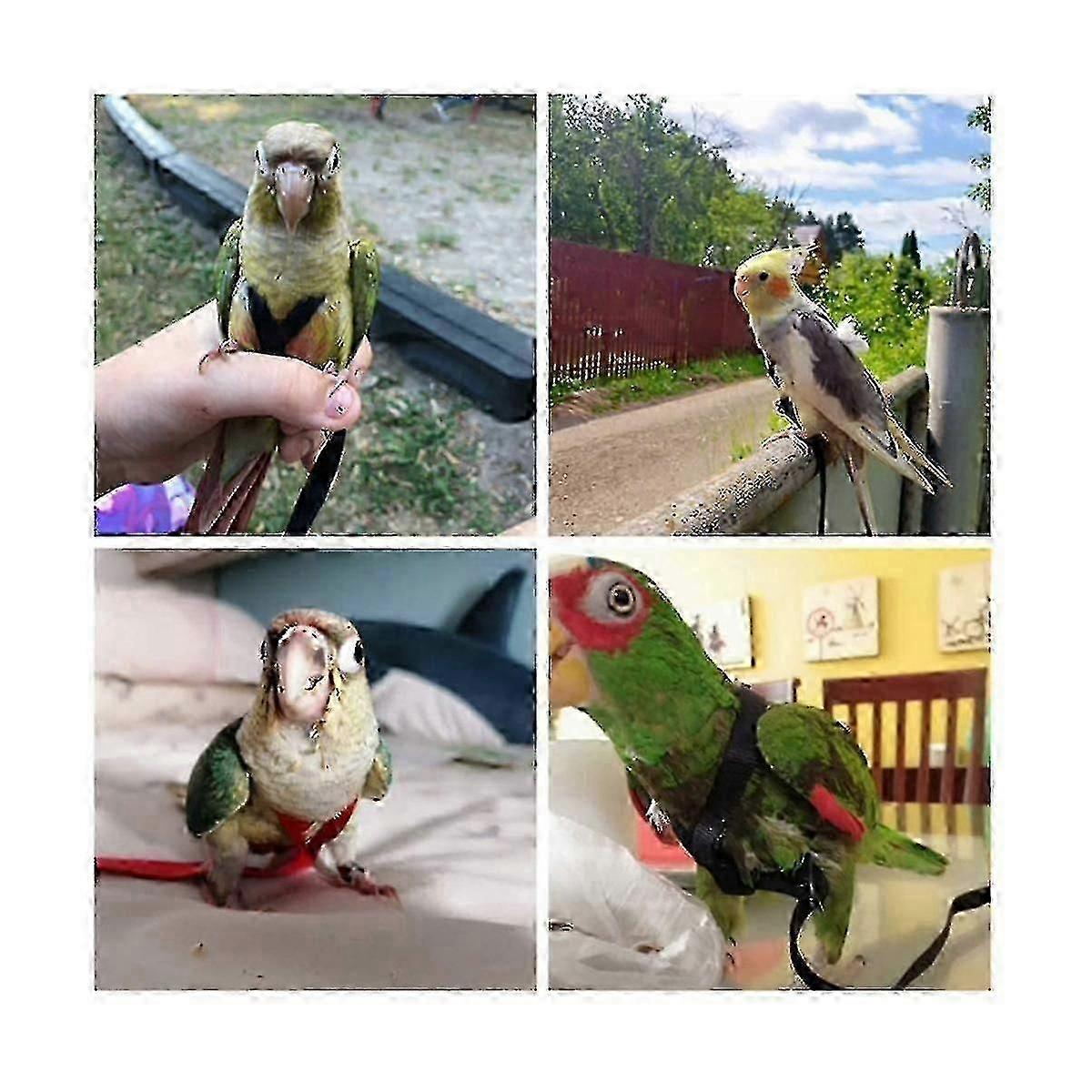 Parrot Flight Training Harness Leash Kit