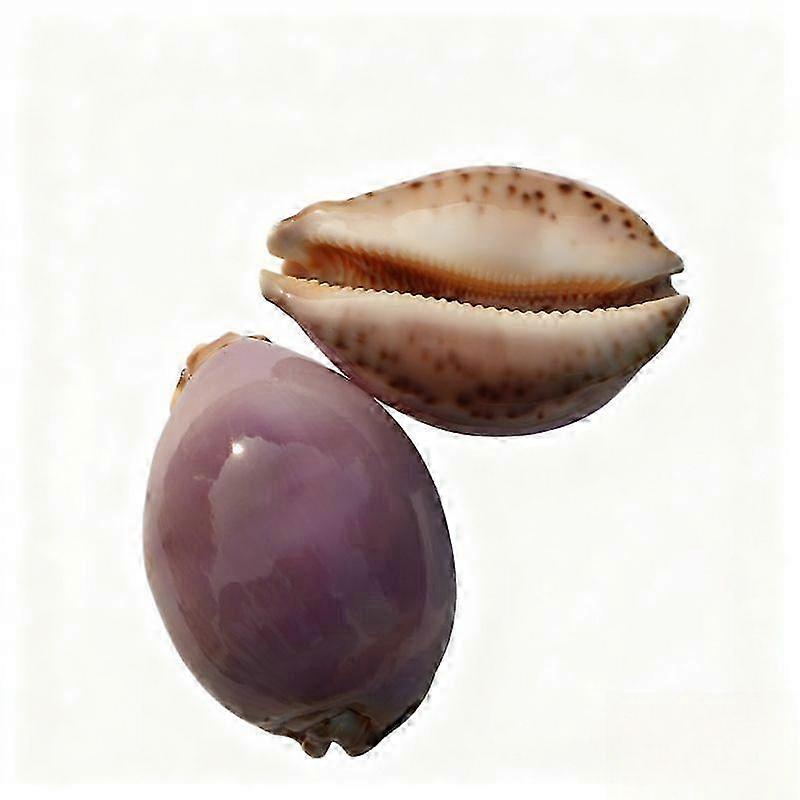 Glossy Chestnut Cowrie Seashell