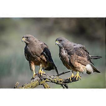 BIRDS OF PREY  Jigsaw Puzzles TD936