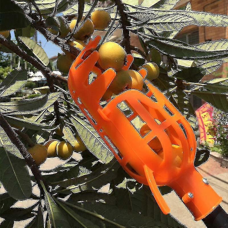 High Altitude Fruit Picker Picking Loquats, Waxberry Tools, Waxberry Hand Picking Peaches, Plums, Dates, Winter Dates, Persimmons, Apples