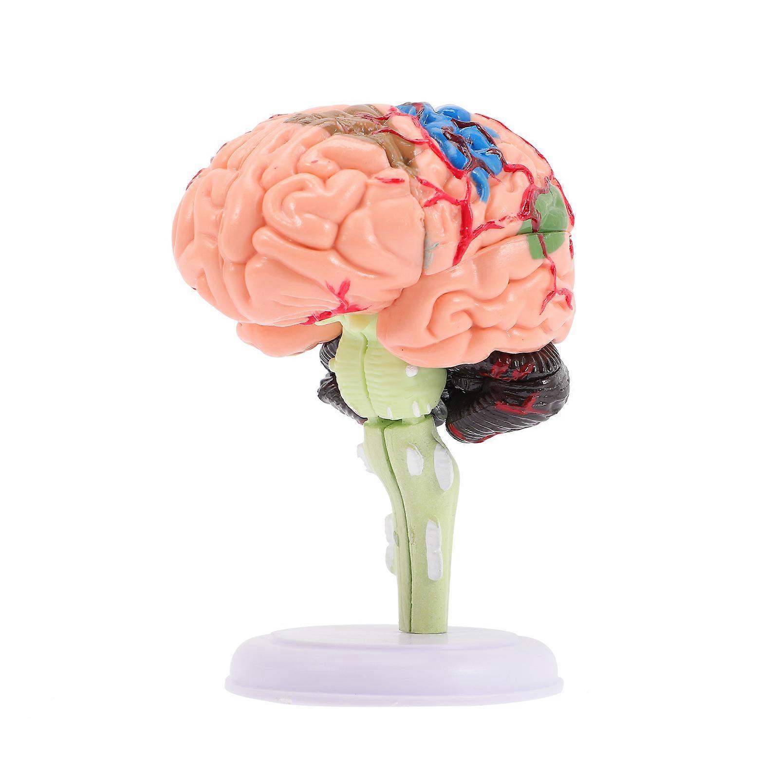 Maniquine Brain Anatomy Model Human Brain Model Classroom Study Display Model Brain Model Human Body Model Kids