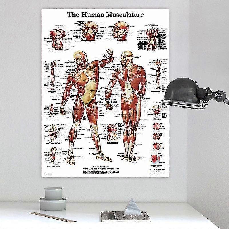 인체 해부학 근육 시스템 아트 포스터 인쇄 바디 맵 캔버스 벽 사진 의학 교육
