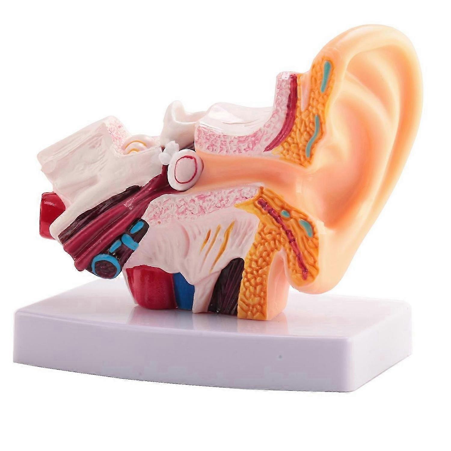 1.5 Times Human Ear Anatomy Model Showing Organs Structure
