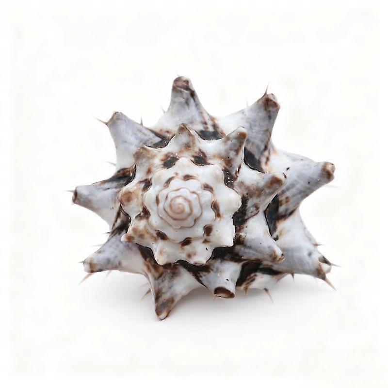 Vintage Spiky Murex Seashell Aquarium Ornament