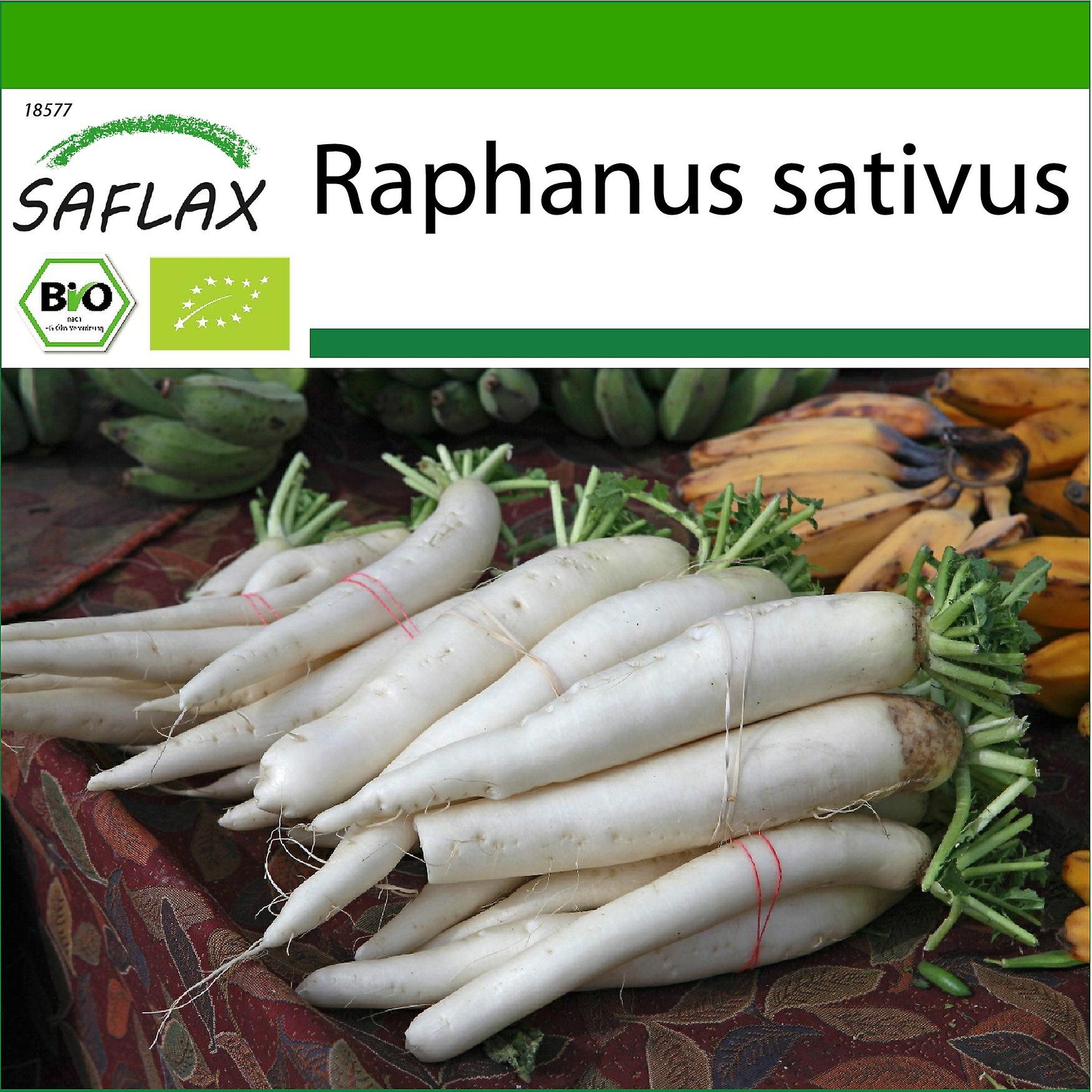 SAFLAX Set Di Semi Biologici – Ravanello Daikon Giapponese – 100 Semi – Raphanus Sativus Con Istruzioni