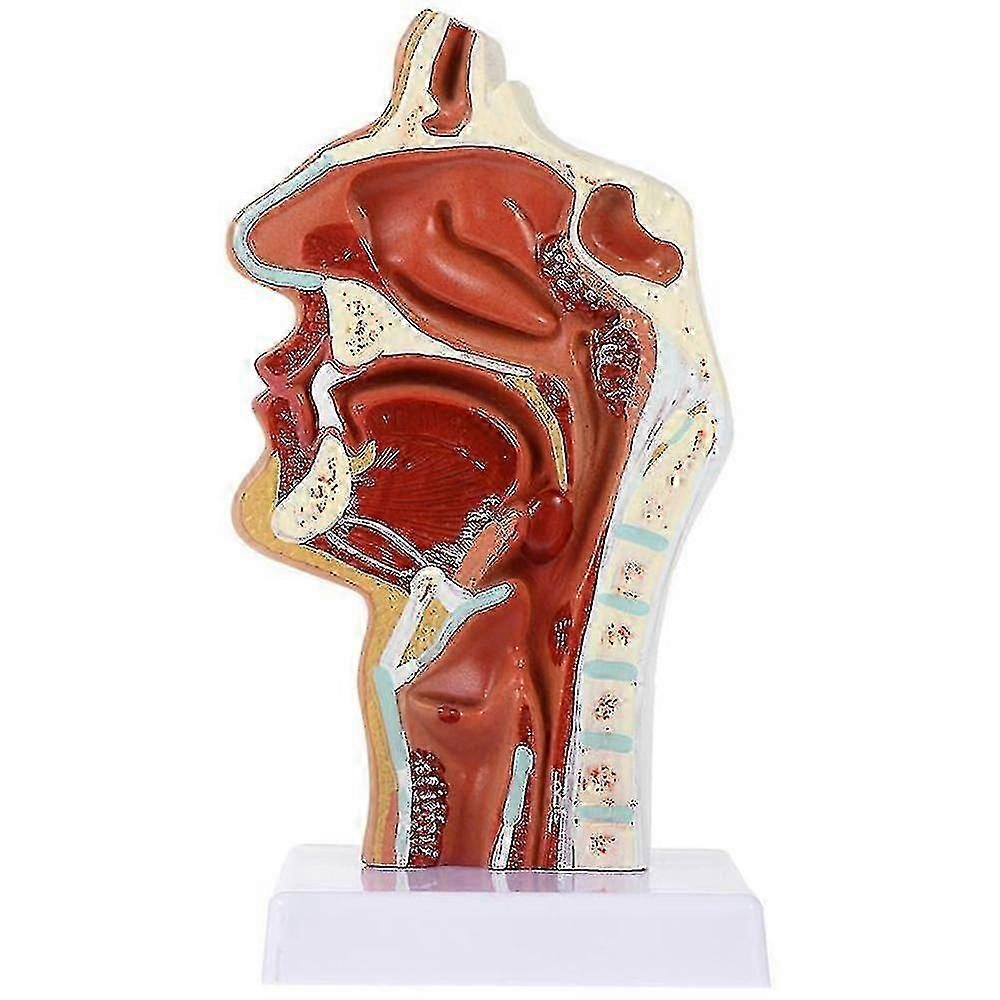 Modelo de cavidad nasal Modelo de cavidad Faringe Laringe Modelo anatómico Garganta y cavidad faríngea Otolar