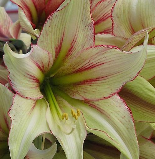 Amaryllis Magic Green. Shapely Ivory Petals.