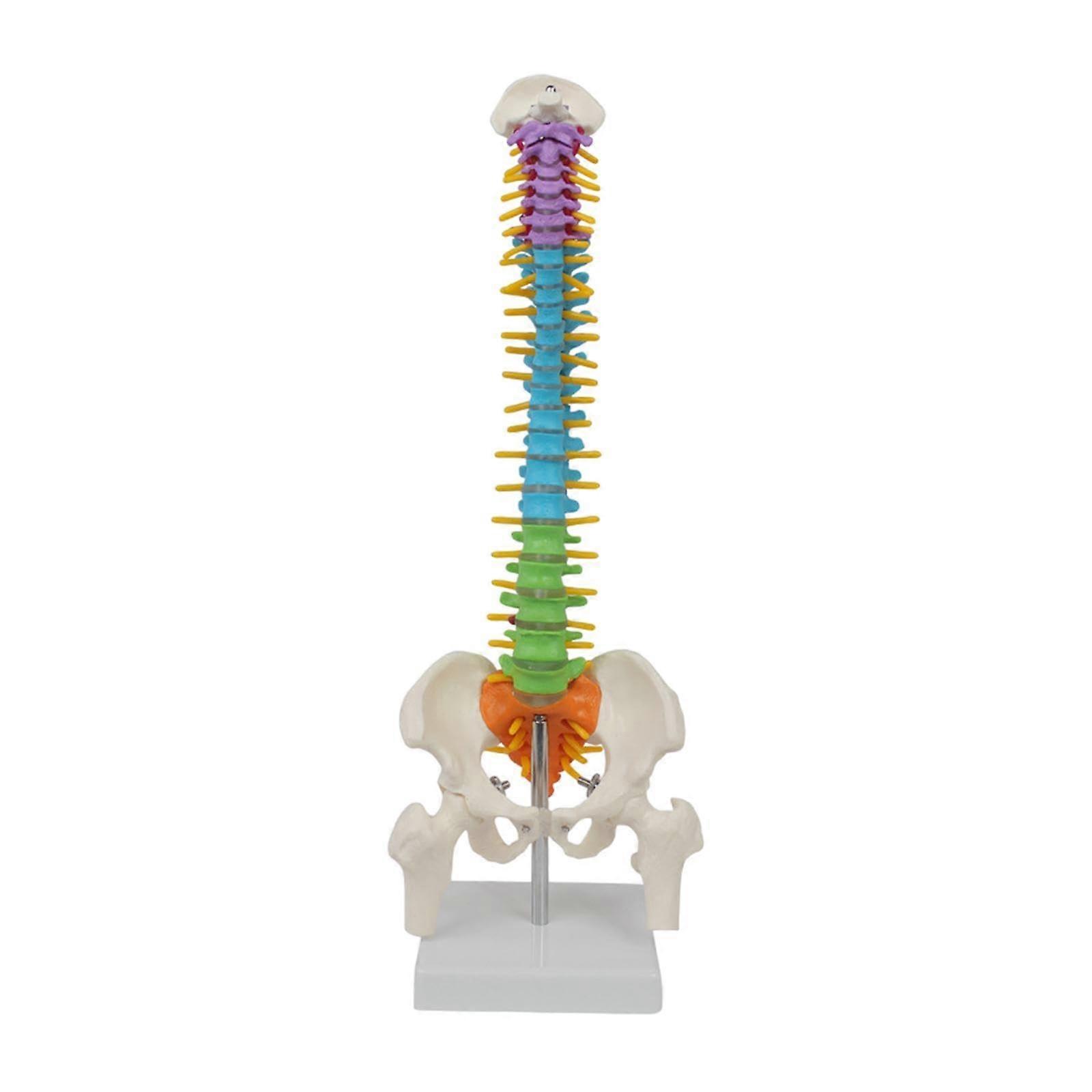 Human Spine Model, Anatomical 45 cm Vertebrae Model with Display Stand, Colored Vertebrae for Educational and Scientific Use