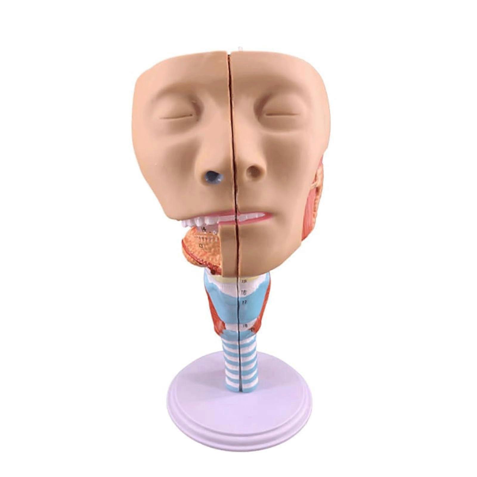 Anatomical Model of Throat, Human Larynx Model, Natural Size for Science Teaching, School Teaching, Exhibition Model (A)