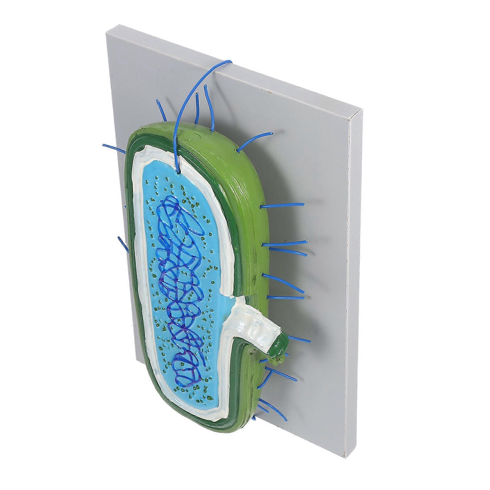 Cell Nucleus Model Durable Animal Cell Model for Biology Education