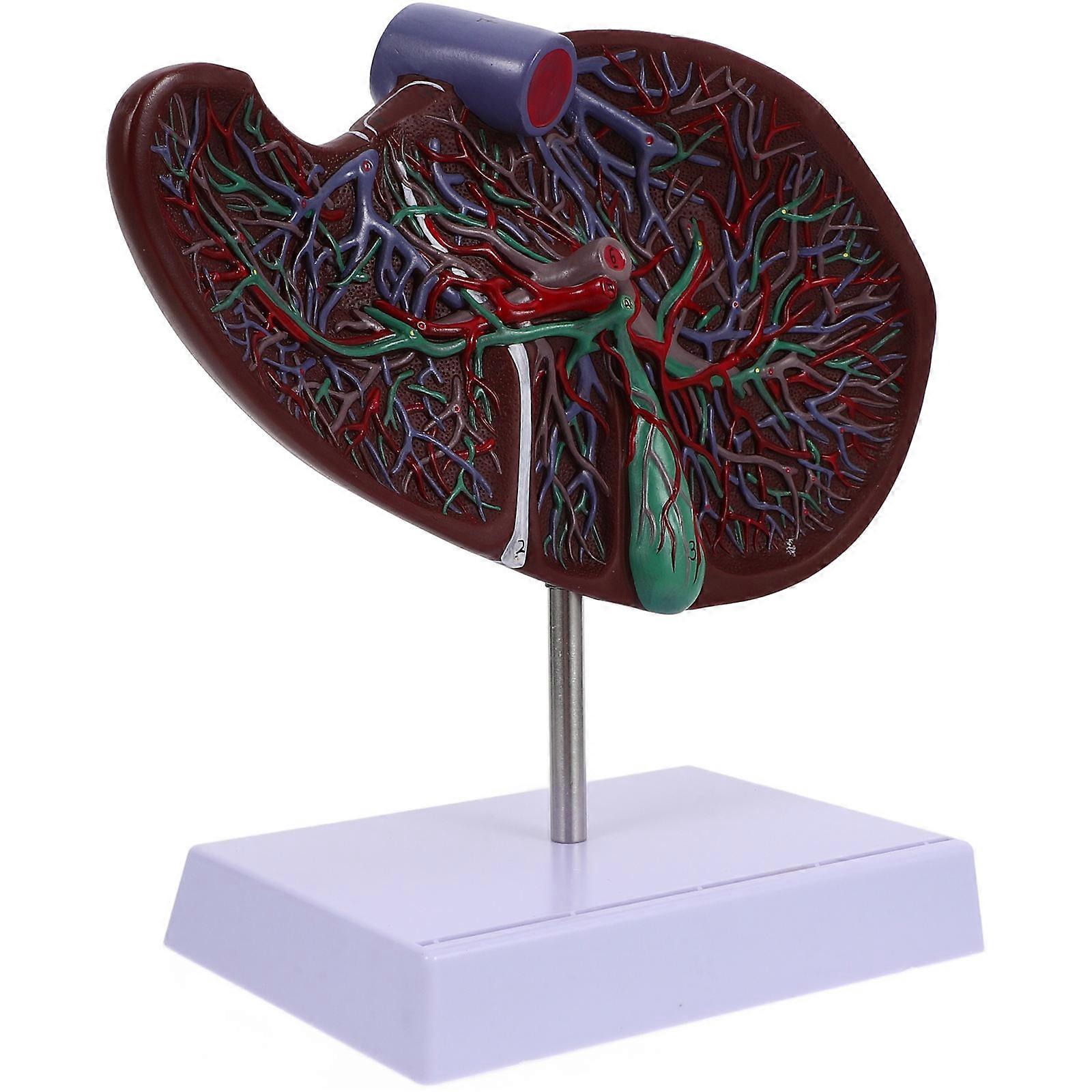 Liver Anatomical Model for Medical Teaching with Base Display Model 1 Set