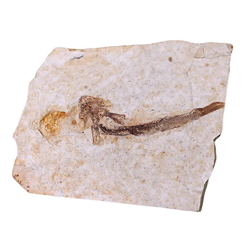 Paleontology Fish Specimen for Decoration 2Pcs Resin Ornaments