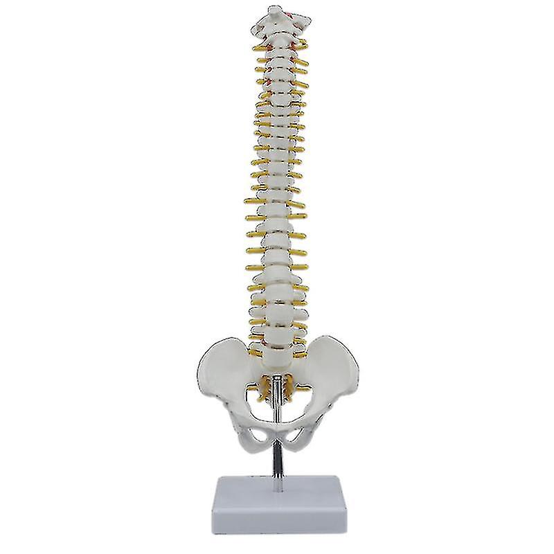 45cm Human Spine With Pelvic Model Human Anatomical Anatomy Spine Model Spinal Column Model+stand F