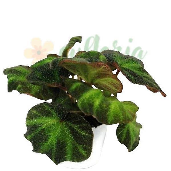 Begonia 'Decora' Ø12cm