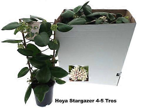 Hoya calycina 'Stargazer' Ø17cm