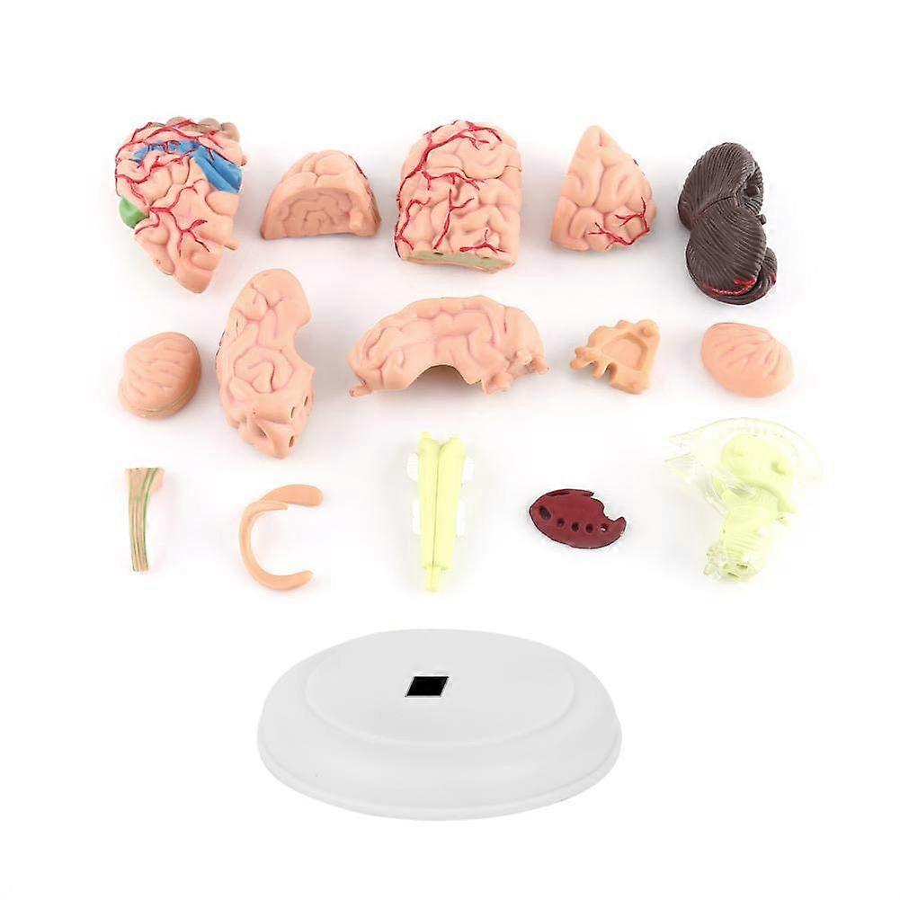 Anatomical Human Brain Model 3D Disassemblable Design for Medical Students Classroom Teaching Aid