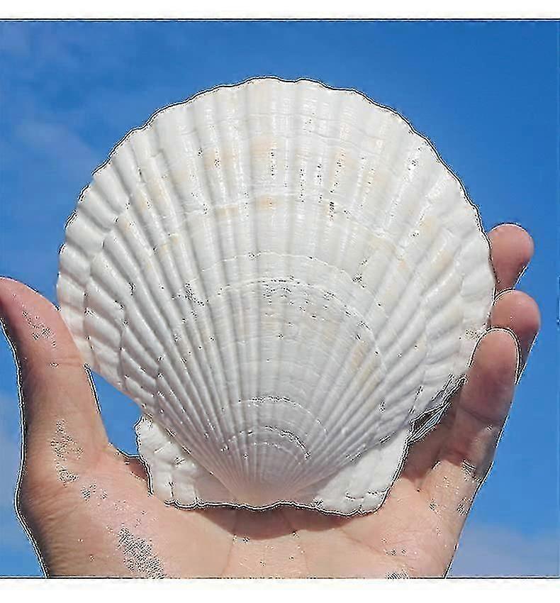 10pcs White Scallops Shell 4-5inch Seashells Large Natural From Sea Beach Seashells For Crafting For