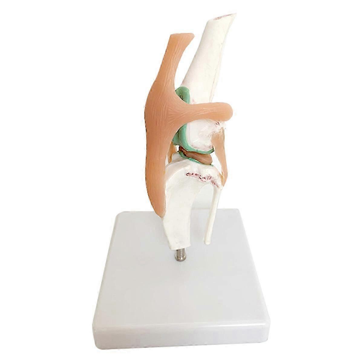 Dog Skeleton Model, Dog Knee Joint, Dog Ligament Function Model