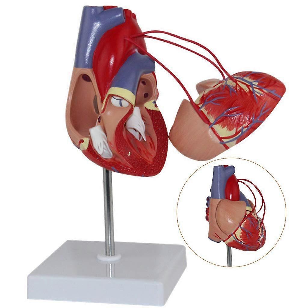 DICOINA Heart Model Anatomical Human Heart For Study, Arts, Medicine