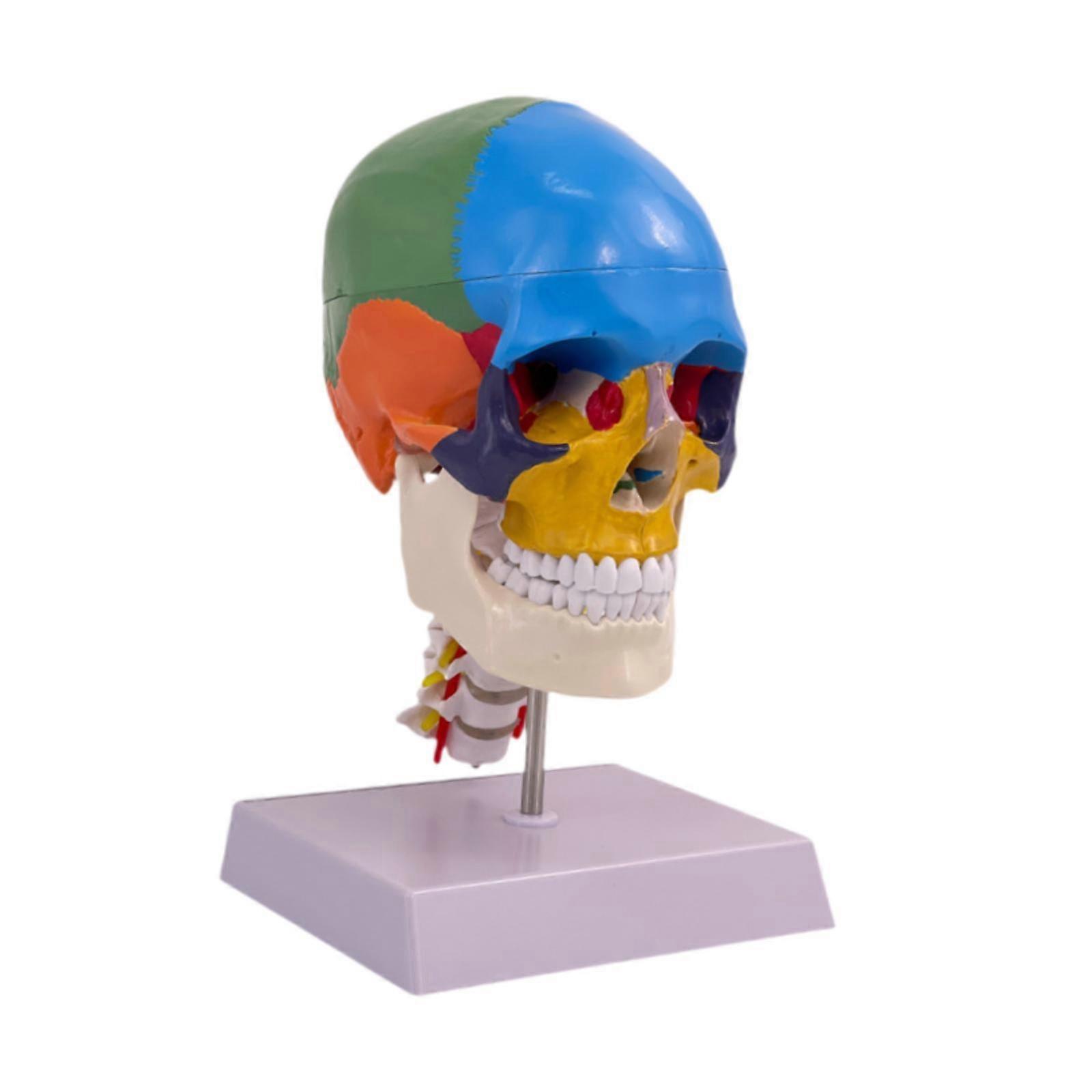 Anatomy Human Skull Brain Model Teaching Studying Colored Anatomically Model
