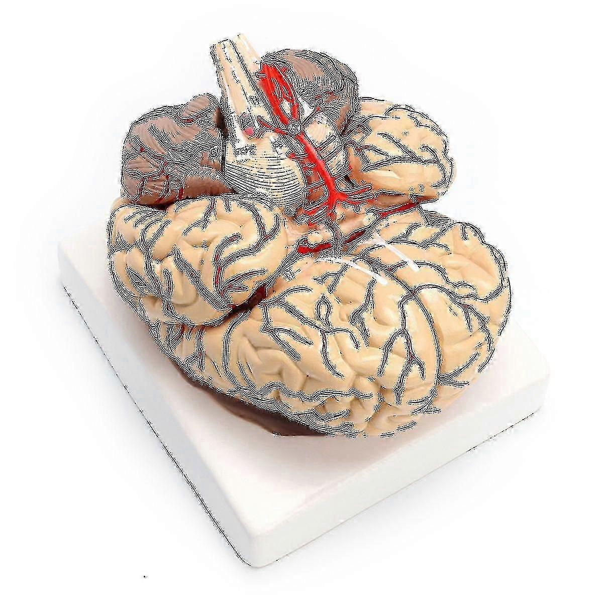 1: 1 Life Size Human Anatomical Brain Pro Dissection Organ Teaching Model-gj