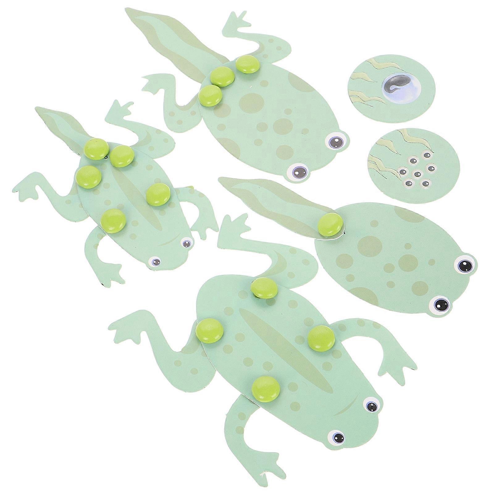 Frog Tadpole Material for Students Science Learning Kit with Biology Model 1Set