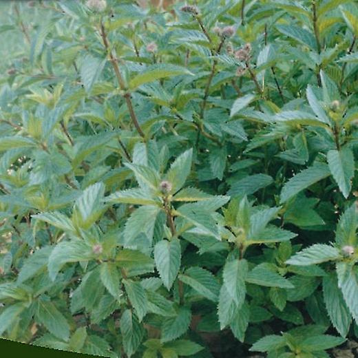 Mentă. Mentha Piperita.