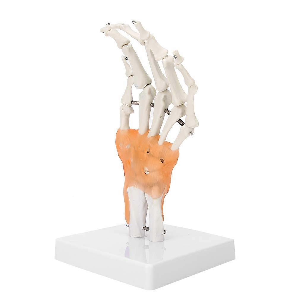Wrist model, wrist skeleton model, detachable teaching model of the human hand with base