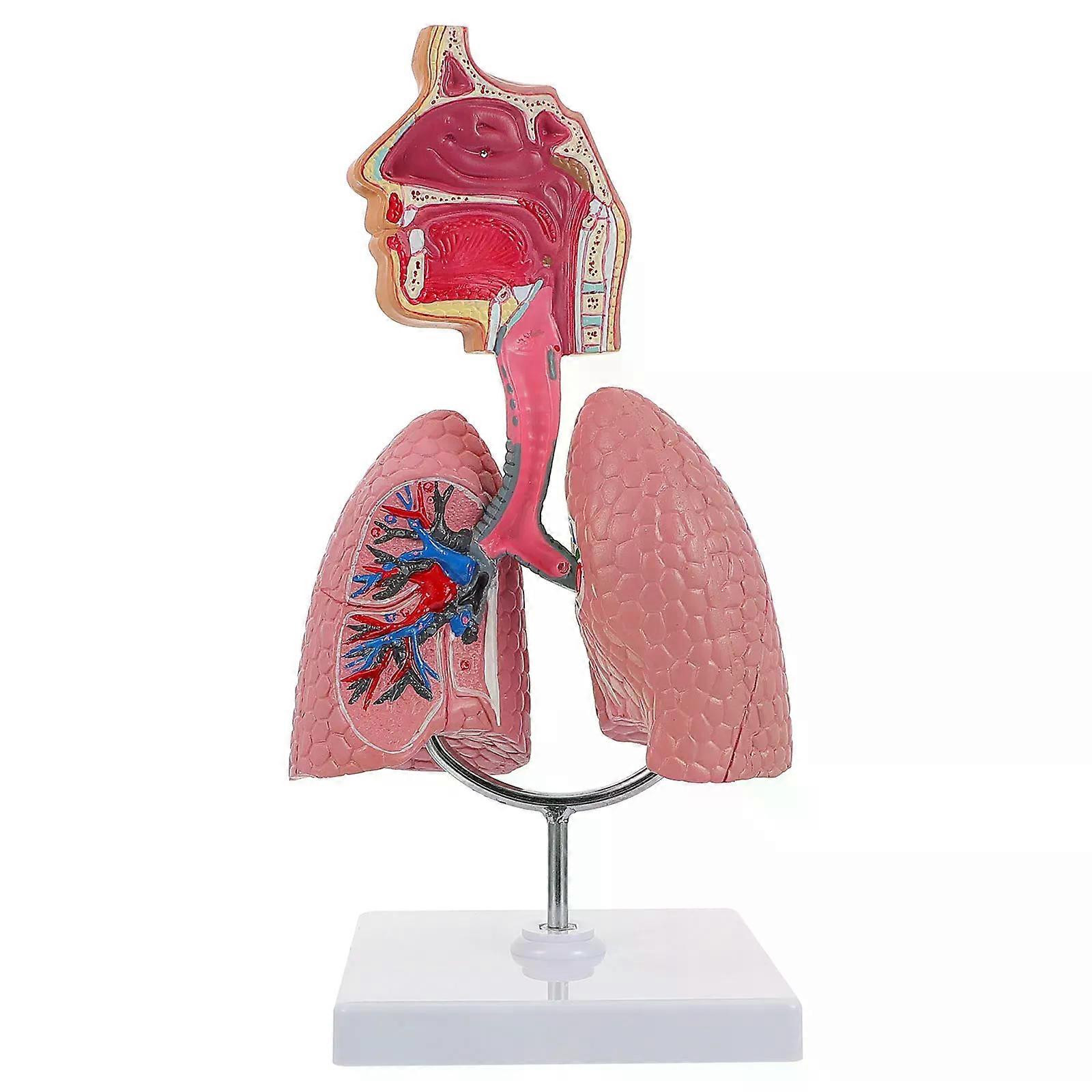 1pc Respiratory System Model with Removable Heart Human Lung Anatomical Model Display for Students Study Teaching Tool New