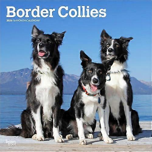 Border Collies 2026 Square Flap Calendar by BrownTrout Calendar Book