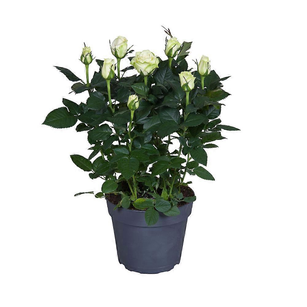 Rosa wit - Potrozen - 35-45cm - Ø17cm