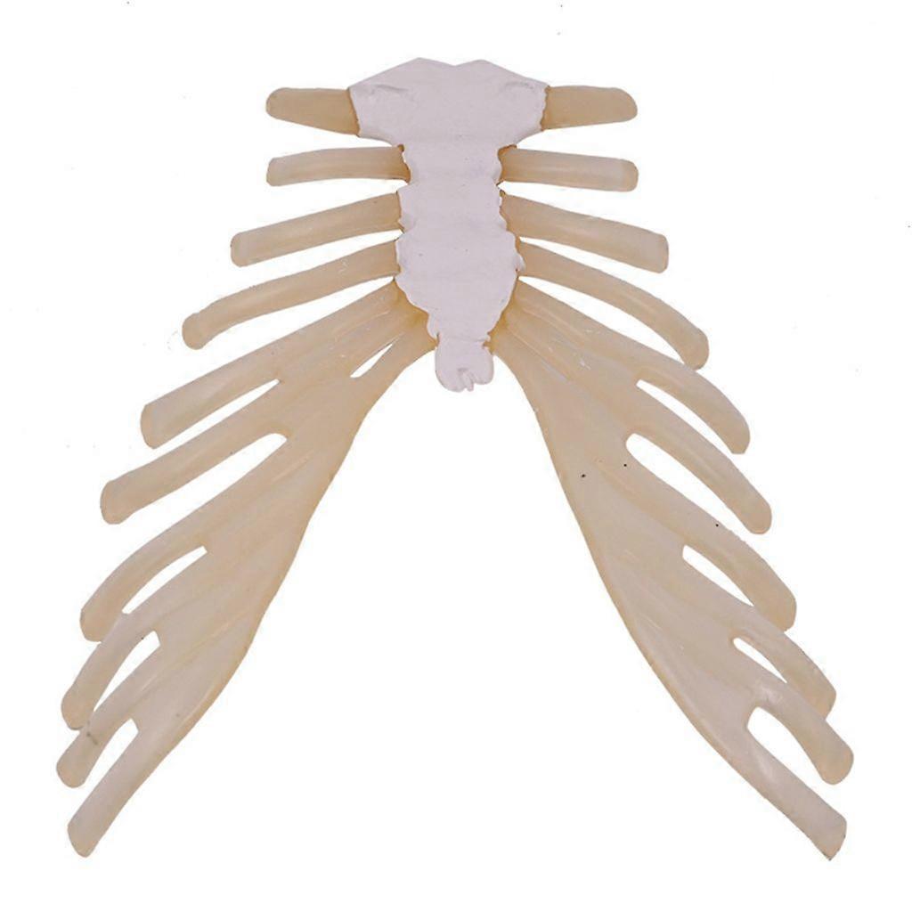 Human Skeleton Anatomical Model Human Sternum Model for Classroom Teaching