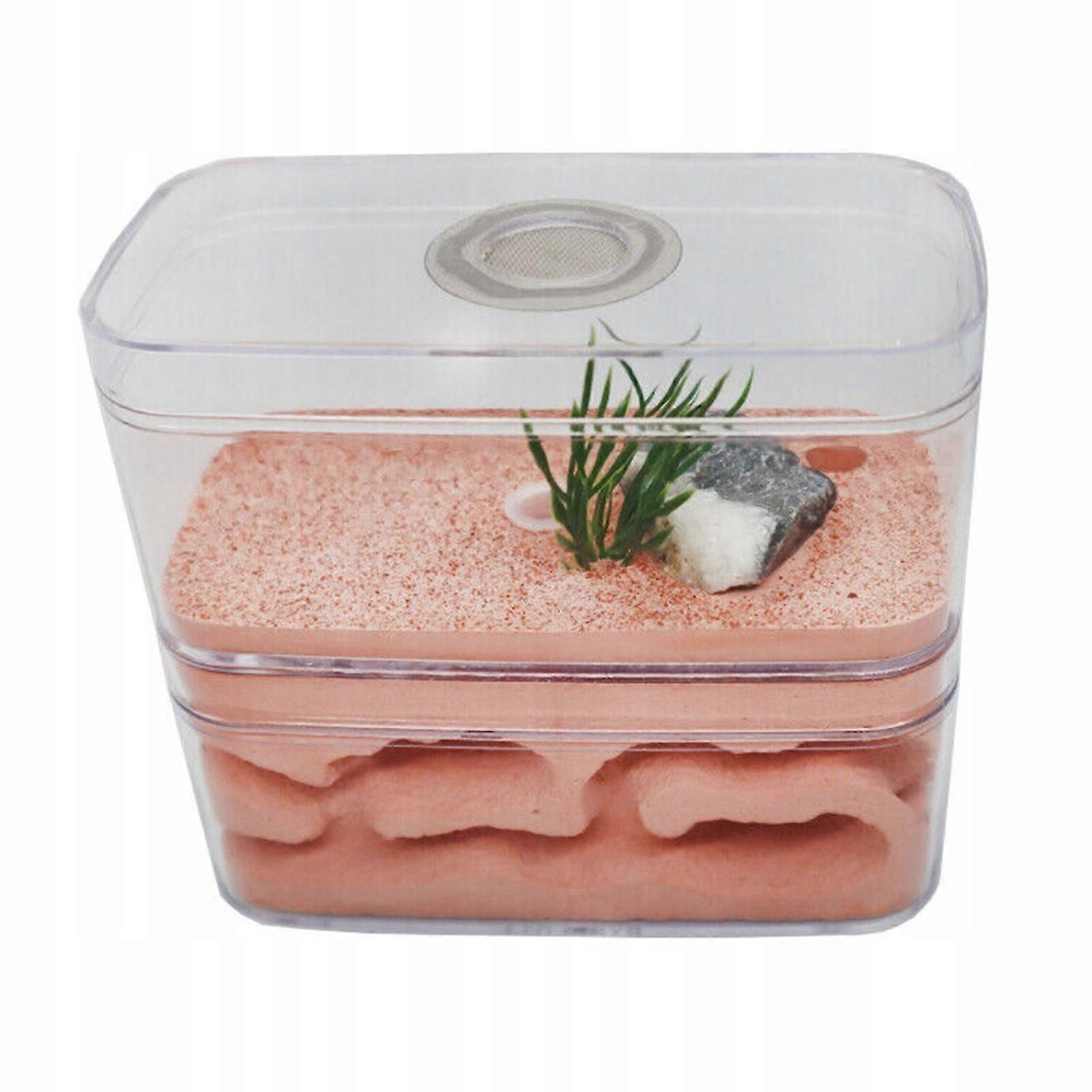 High Humidity Ants Farm 12x6x10cm