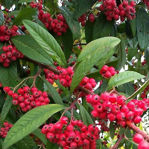 Cotoneaster Cornubia. Large Bushy Shrub Or Small Tree.
