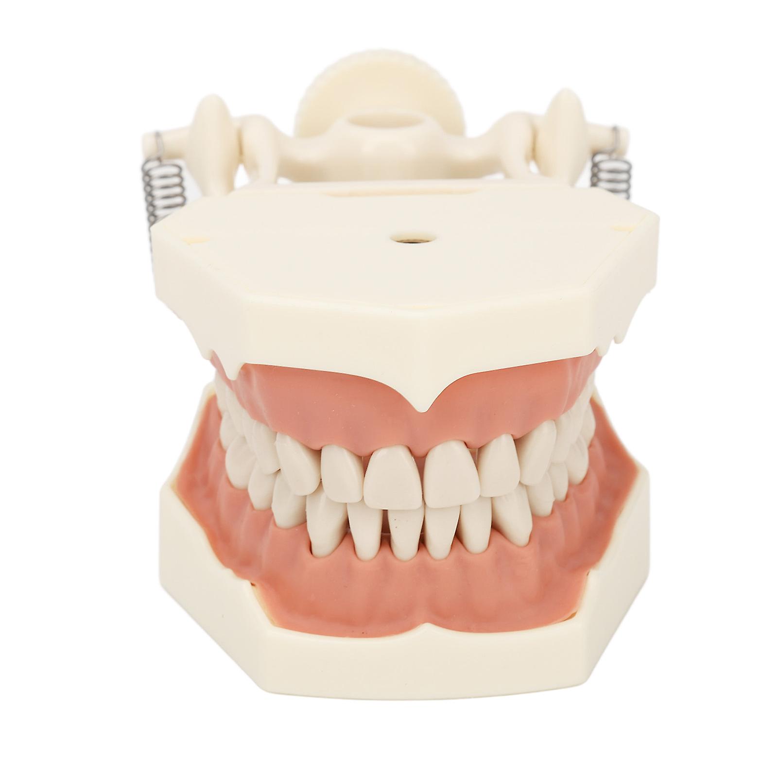32 Teeth Model Soft Gum Screw Fixed Teaching Training Researching Dental Teeth Model Model