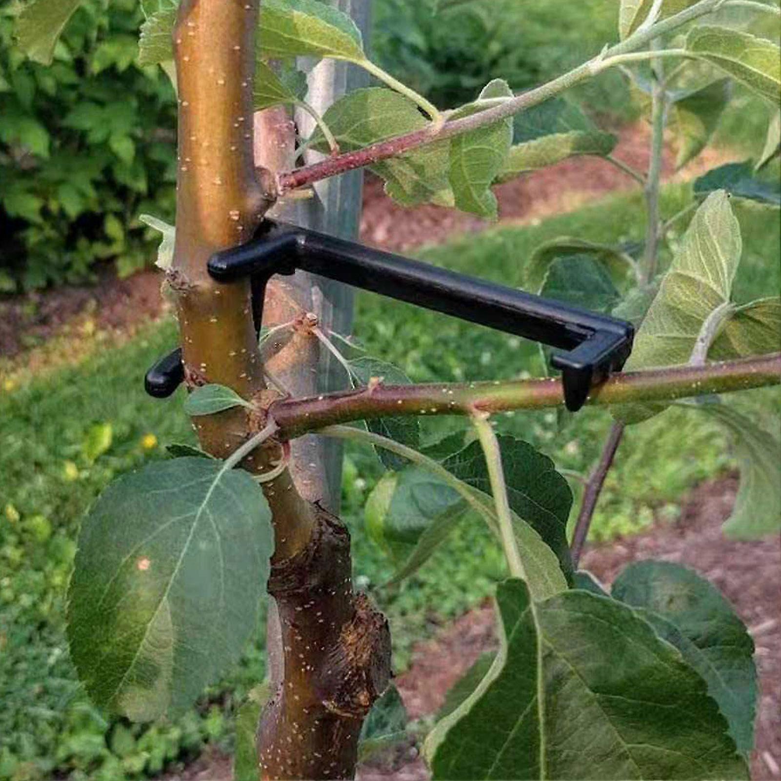 Fruit Tree Branch Limb Spreader Hjelp Fruit Tree Grow From Central Stem For Spreading Crotch Angles Branches