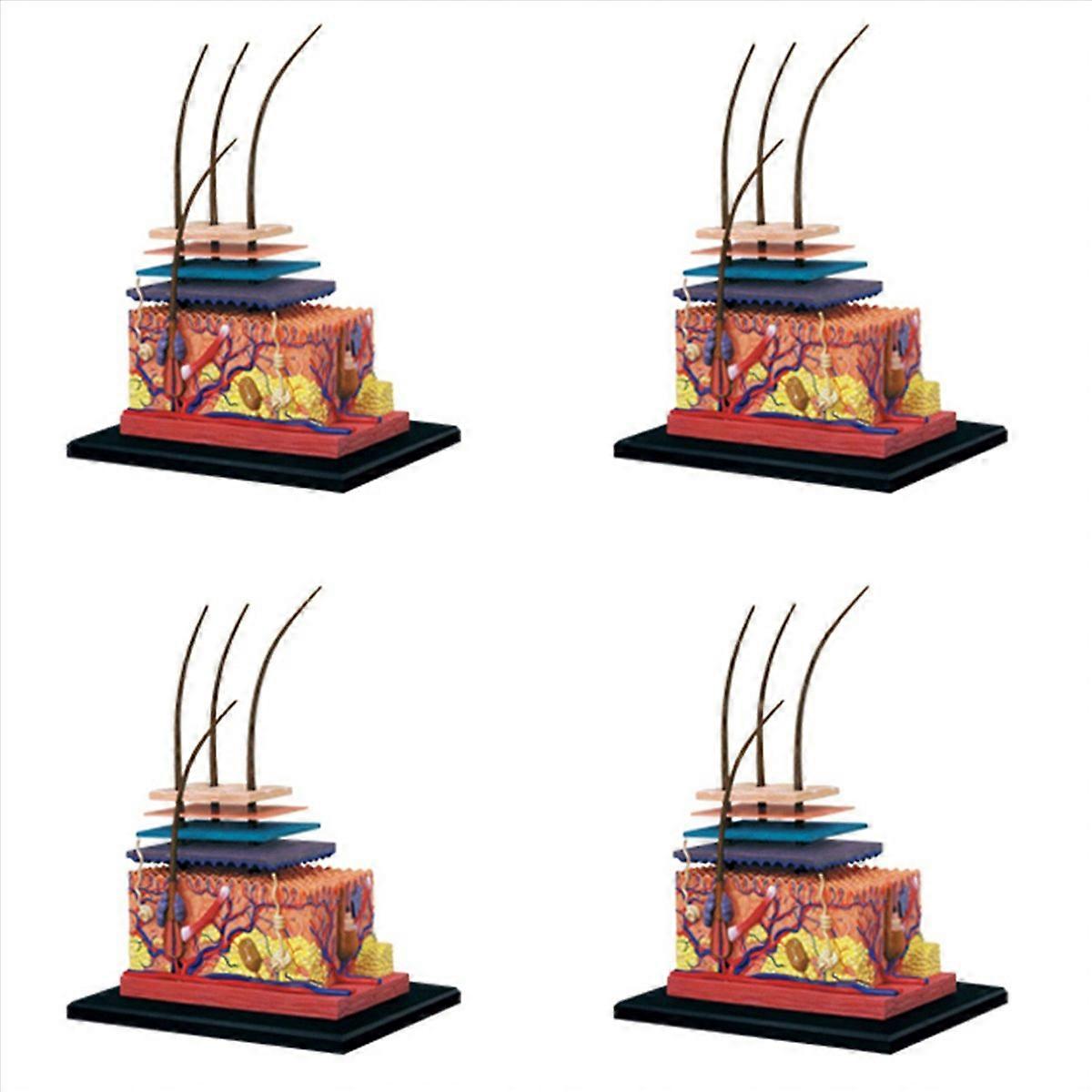 4D Human Skin Model Hair Organs Assembling Puzzle Model