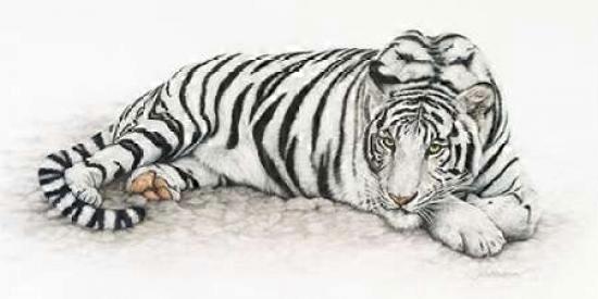 Siberian Tiger Poster