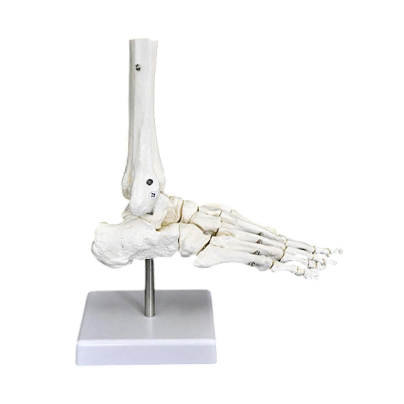 Human Joint Model Medical Training Educational Realistic for Display Science Shoulder