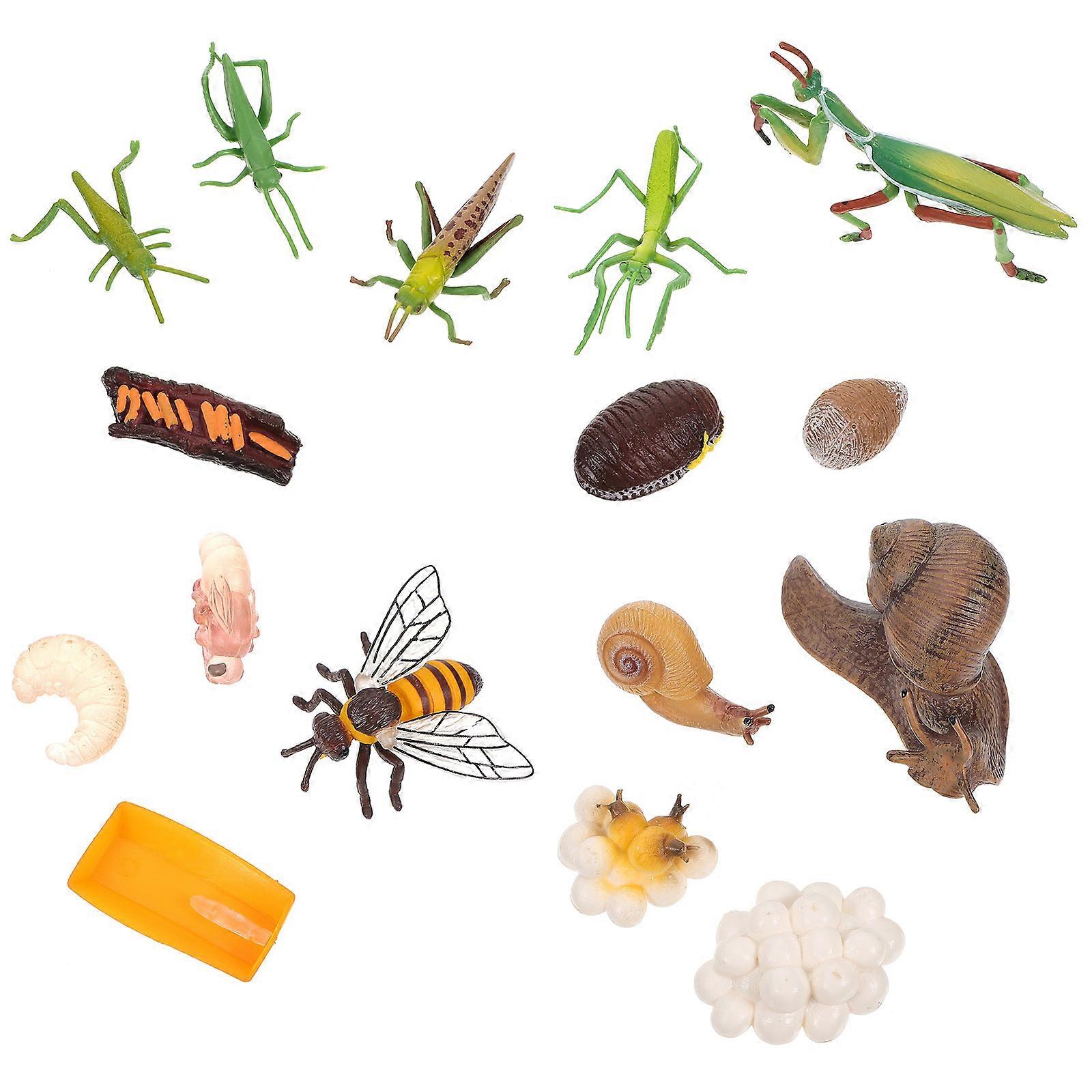 Insect Model Growth Cycle Display Model with 4Sets for Learning