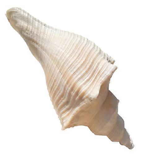 Horned Snail Beautiful Conch Sea Shell Tail For Garden Display
