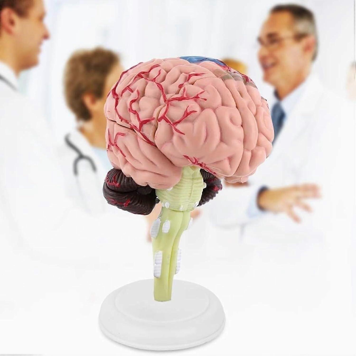 4D Human Brain Anatomy Model with Detachable 3D Structure for Medical Teaching and Classroom Learning