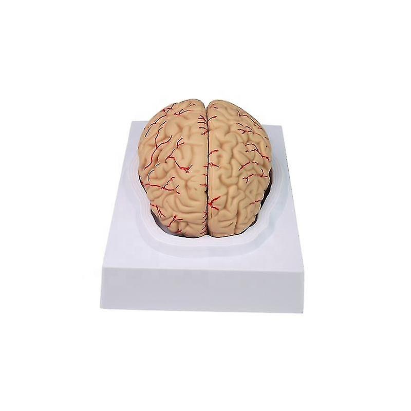 Learning Resources Human Brain Anatomical Model, Anatomically Accurate Brain Model Life Size Human Brain Anatomy For Science Classroom Study Display T
