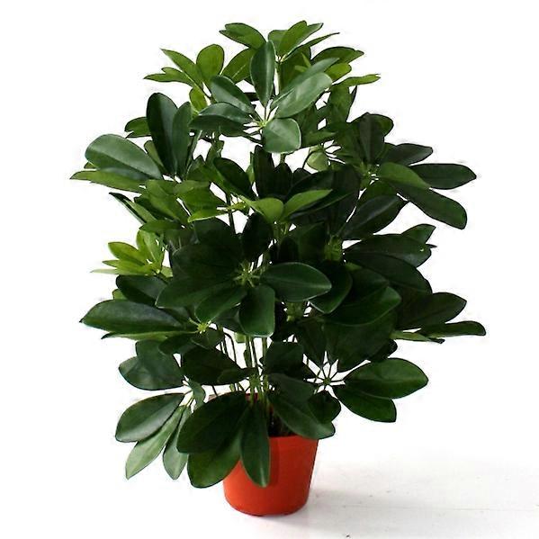 Schefflera (50 cm)