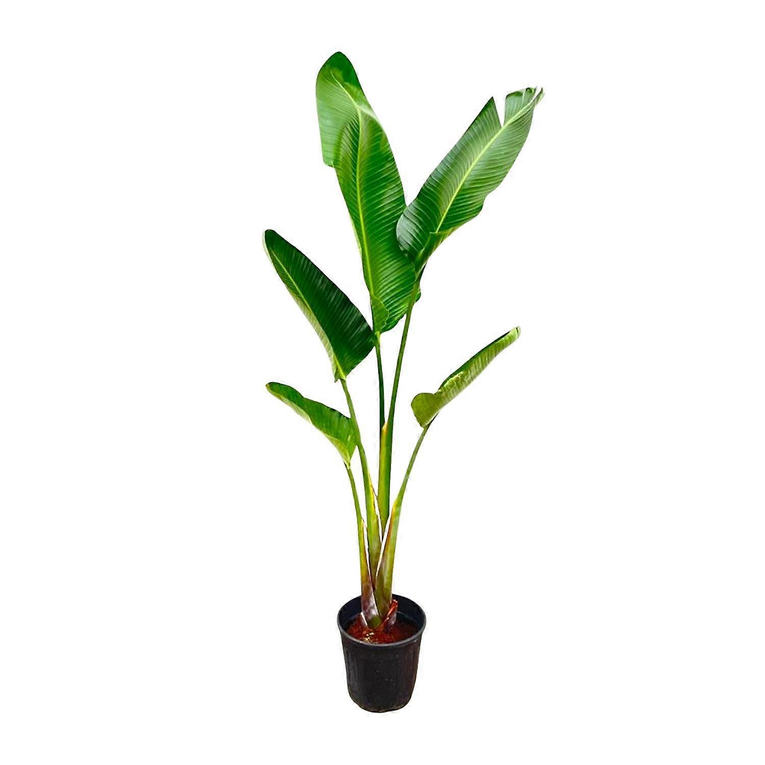 Strelitzia Augusta - 190-210cm - Ø30cm