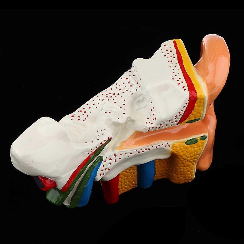 Human Ear Drum Canal Skeleton Anatomy Model Joint Simulation Model for Kids Teaching Tools