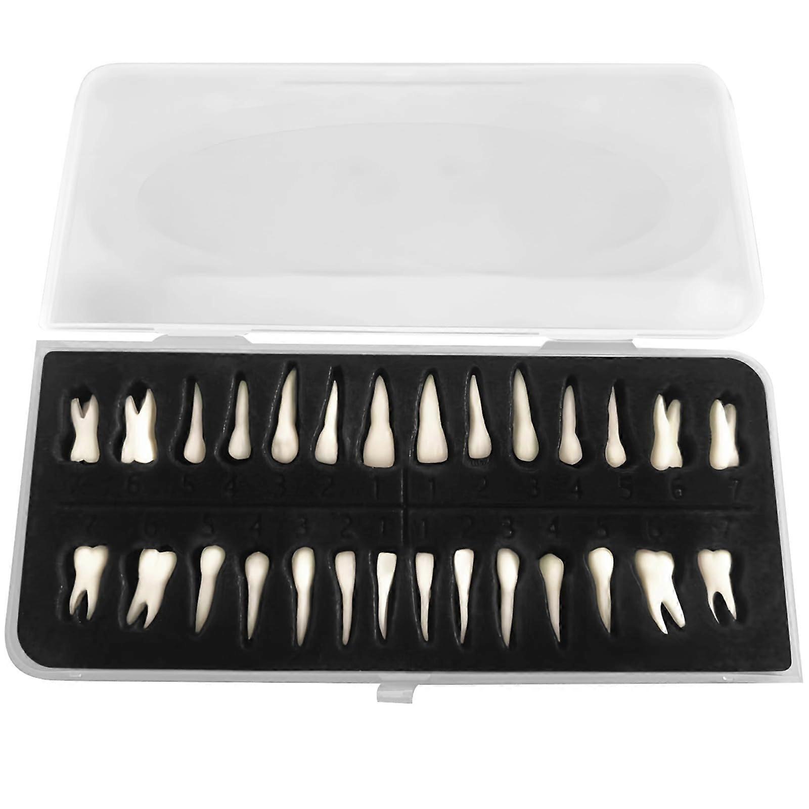 28Piece Dental Model Teeth Set with Numbered Tooth Identification for Training and Study